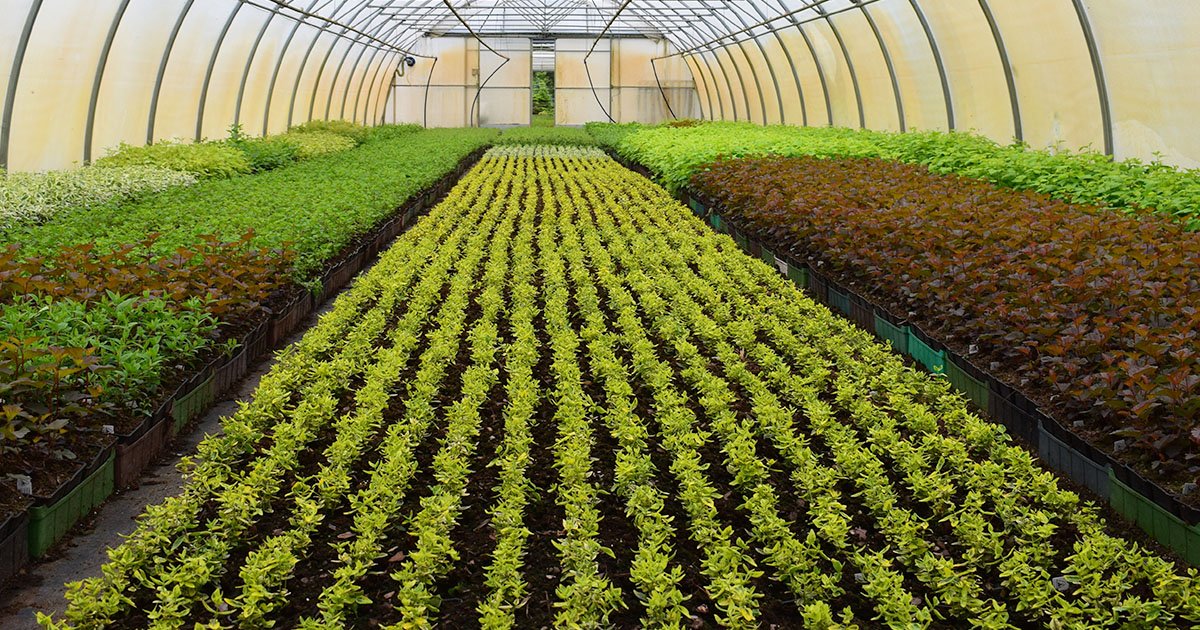 Reliable Horticulture Freight Forwarder for Safe Shipping