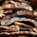 Phase VII Implementation of the Lacey Act: What Importers Need to Know
