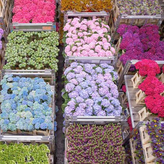 Shipping, Importing & Exporting Fresh Cut Flowers