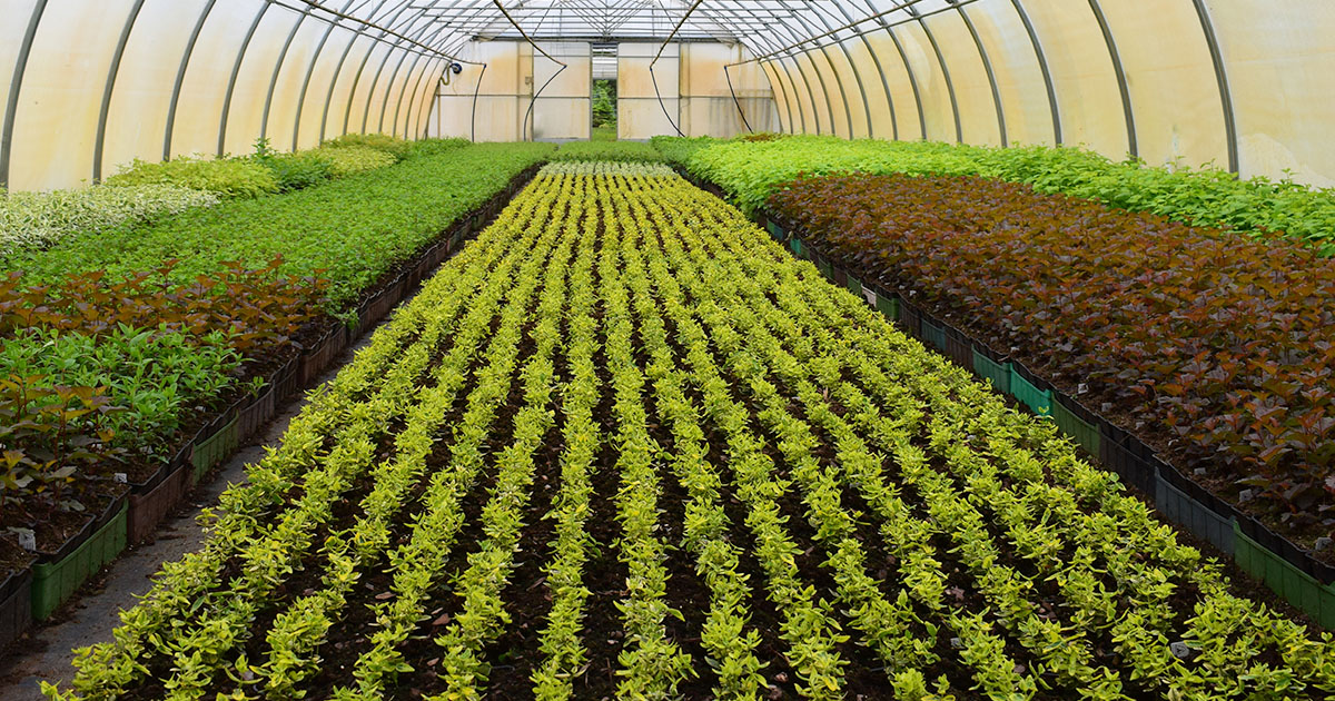 importing and exporting horticulture and plants